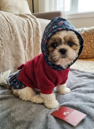 Agasalho com Capuz Pet