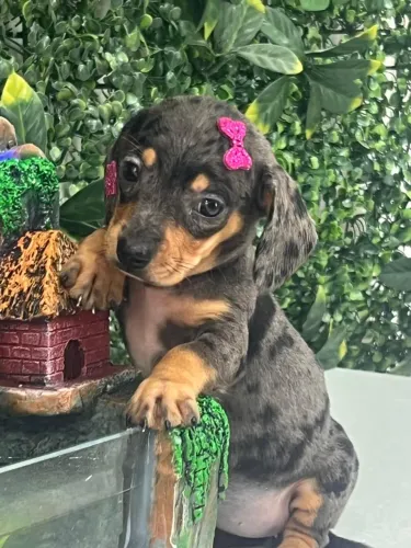Dachshund fofinho arlequim 