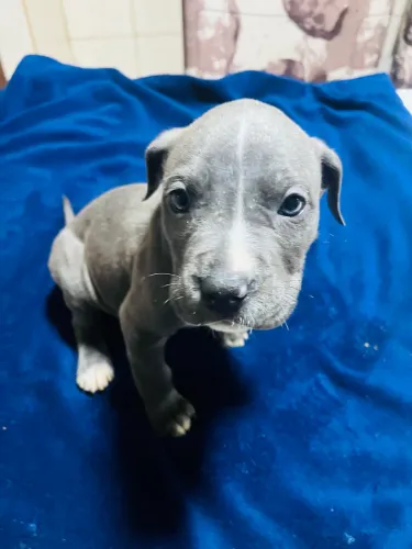 Cachorro