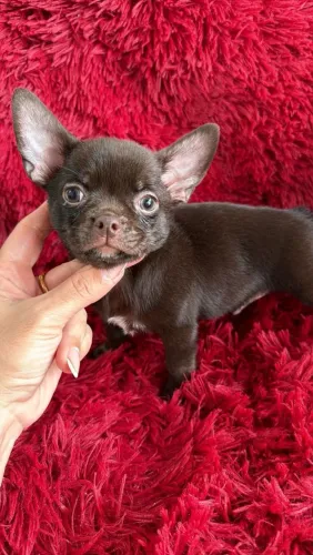 Chihuahua macho Pêlo curto 50 dias. Um chocolate cheio de personalidade 