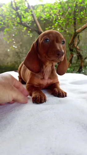 Dachshund filhotes