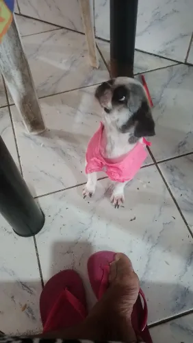 Minha cachorrinha tá procurando um namorado