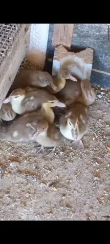 Vendo filhotes de patos chocolate. Somente esses da foto 