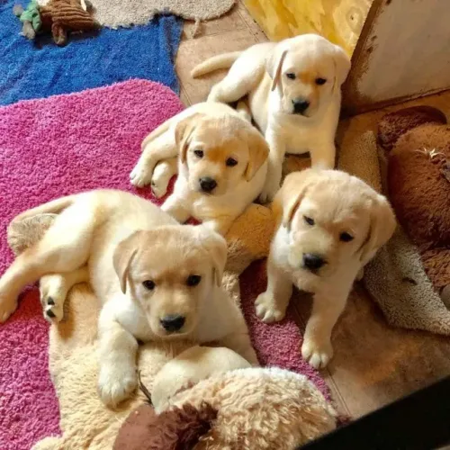 otimos para toda a familia