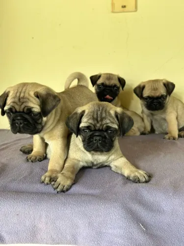 Pug,Pug Filhote Selecionado Alta Procedência