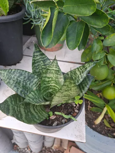 Mini espada de São Jorge!