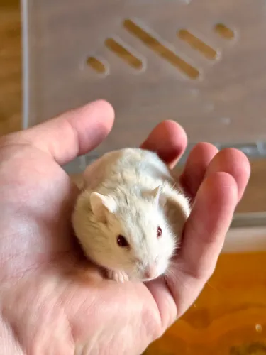 Hamster com gaiola completa