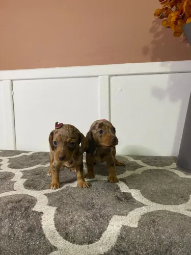 Dachshunds