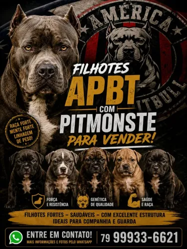 Pitbull