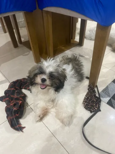 Vendo shitzhu