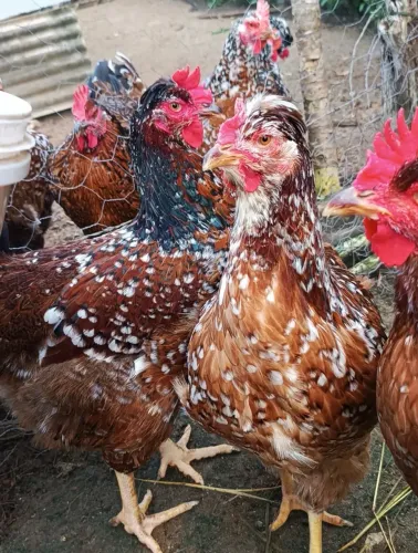 Ovos,Pintinhos, frangos, Galos e Galinhas