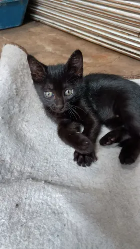 Gatinhos para adoção!! 