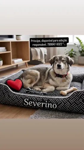Cachorros lindos!