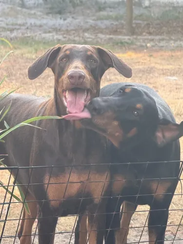 Filhotes de Doberman 