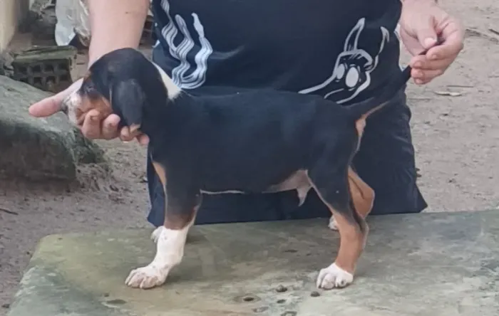 Filhotes de Foxhound Americano