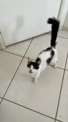 Gatinha filhote pra adoção 