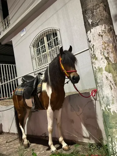 Cavalo Pampa de Castanho