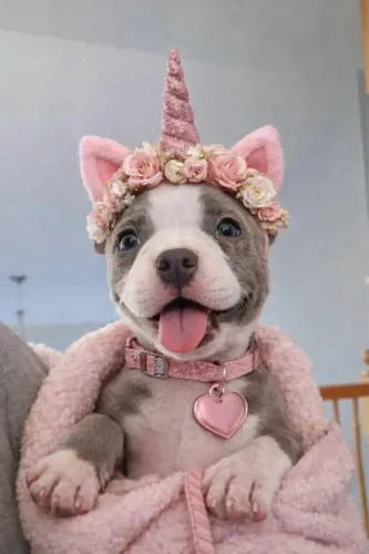 Americam Bully fêmea e macho Pocket e micro fff