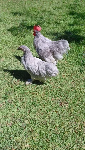 Galinha