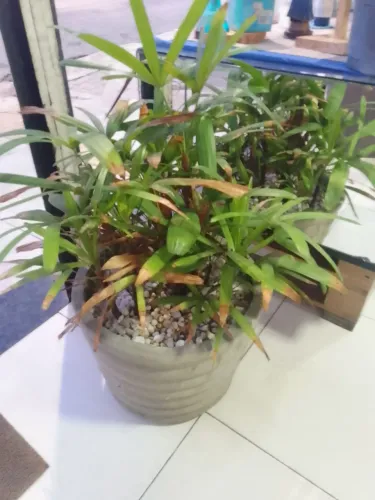 Vendo vaso de planta ráfia ,no vaso de concreto ,tamanho grande