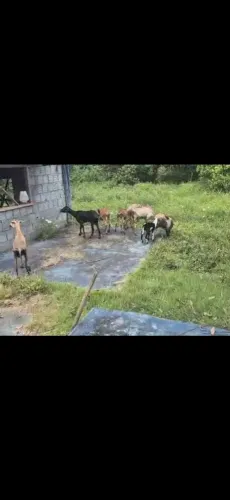 Ovelhas