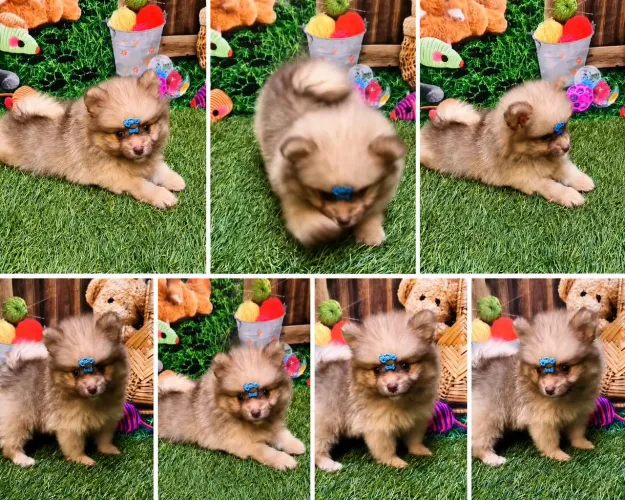 SPITZ ALEMÃO MACHINHO PRONTA ENTREGA