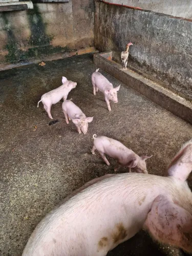 Bacurinhos 