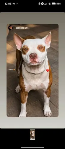 Pitbull para doação responsável 