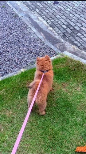 Para venda: Chow Chow fêmea, de 2 anos