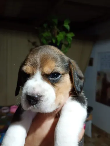 Beagle Filhote: Um Pacotinho de Alegria Pronto Para Conquistar Seu Coração!