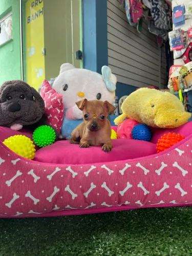 Pinscher miniatura fêmea com 65 dias $2.500,00