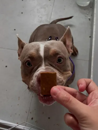 American bully adulta