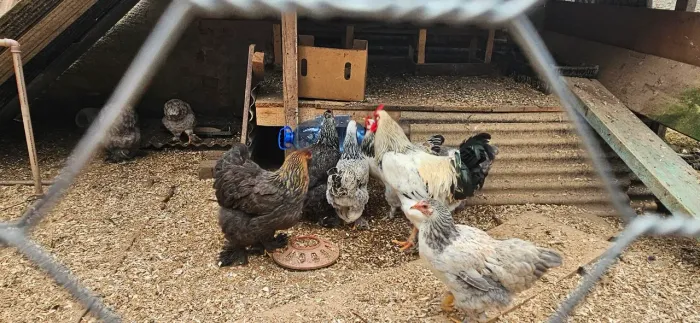 Galo e galinhas brahma