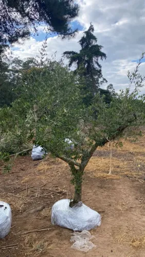 Oliveiras de 30 anos de idade.