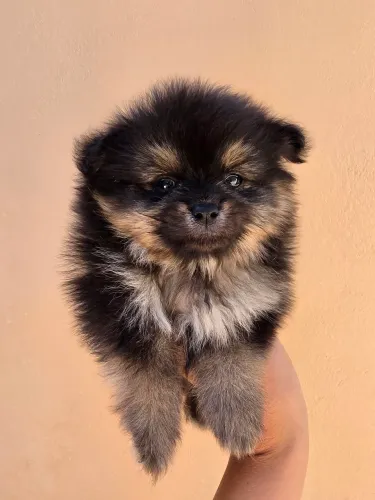 Spitz alemão anão macho
