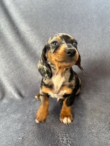 Dachshund Alerquim