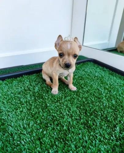 Princesinha Pinscher Pequena e Charmosa