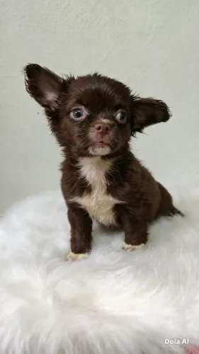 Chihuahua