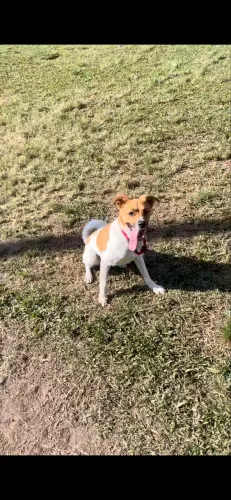 Cachorro pra doação 