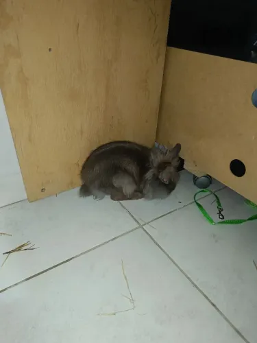 Coelha pra doação