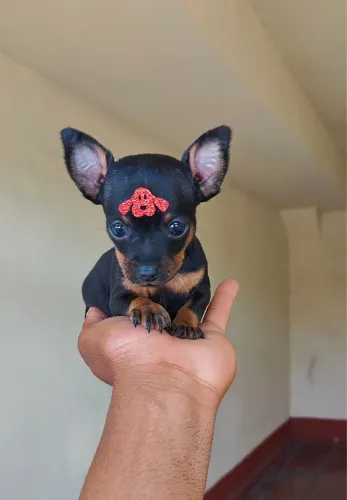 Pinsher com 68 dias vermifugado 