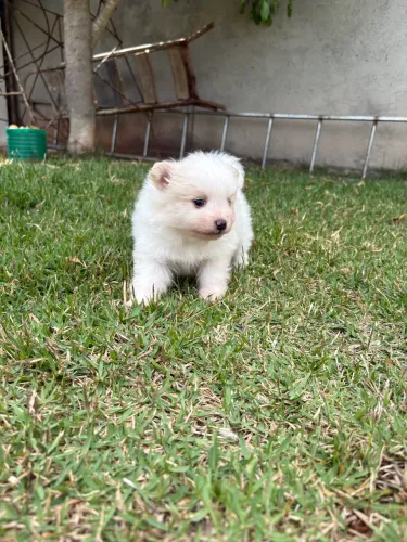 Spitz alemão macho