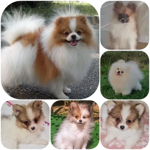 Lulu da Pomerania