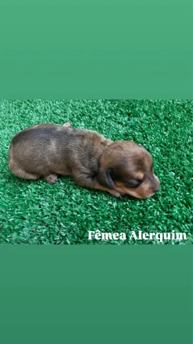Basset Dachshund Mini