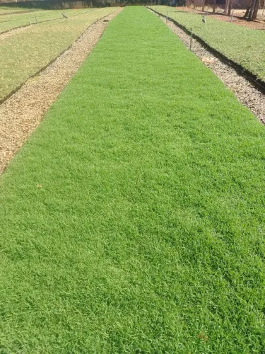 Grama e jardim
