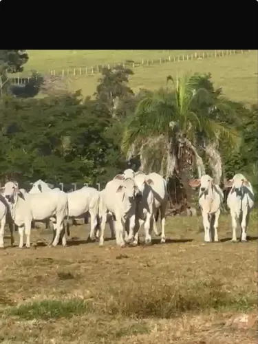 Oportunidade! Novilhas selecionadas!