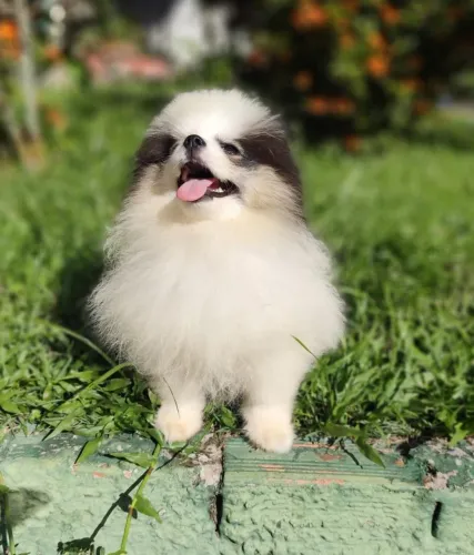 Lulu da Pomerânia anão 5 meses de vida 