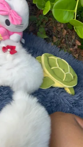 Spitz branco neve anão 