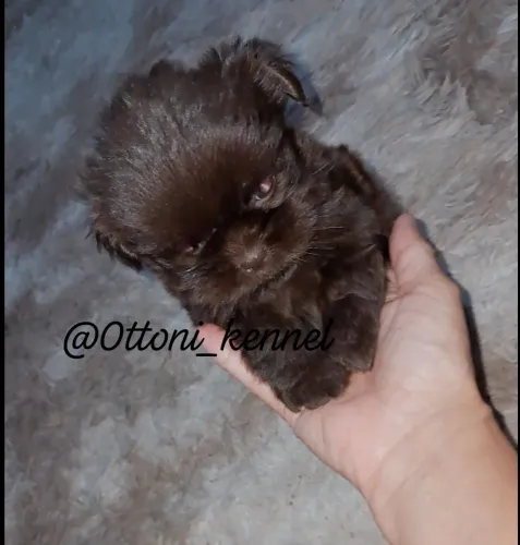 Shih tzu minúsculo chocolate macho