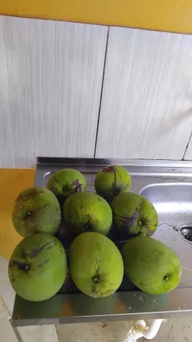 Vende-se manga de quilos 